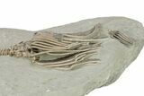 Spectacular Actinocrinites Crinoid With Macrocrinus - Indiana #272813-5